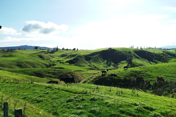 12 Day New Zealand Private Tour from Auckland to Queenstown - From Rotorua to Wellington by train on the Northern Explorer