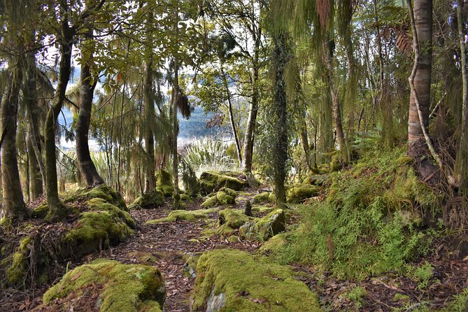 4-hour Lake Mapourika Kayak and Hike adventure, with Okarito Kiwi Sanctuary - Hiking the Okarito Kiwi Sanctuary: Jurassic Rainforest on Foot