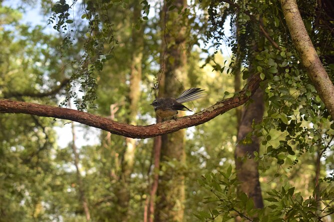 4-hour Lake Mapourika Kayak and Hike adventure, with Okarito Kiwi Sanctuary - Weather, Small Groups, and Wildlife Moments