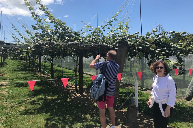 4hr Tauranga Scenic History and Tasting Tour FREE Kiwifruit Tasting - Stop 2 Tauranga harbour bridge and the Port of Tauranga at work