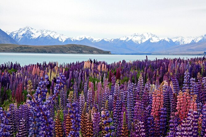 5-Day South Island Tour from Christchurch - Day 2: Lake Wakatipu to Te Anau, Mirror Lakes, Homer Tunnel, and Milford Sound
