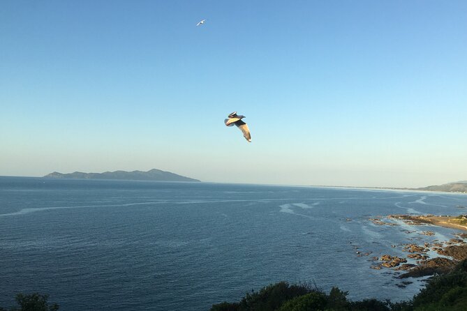 8-Hour Private Scenic Kapiti Coast Tour from Wellington - Why Kapiti Coast feels like more than a quick drive out of Wellington
