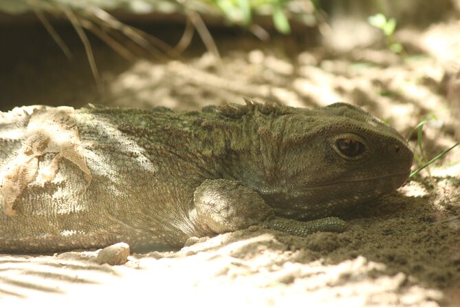 8-Hour Private Scenic Kapiti Coast Tour from Wellington - Private and air-conditioned, with a customizable plan that actually helps