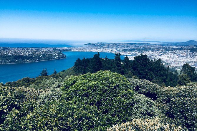 A 2 hour Small Group Dunedin City Highlights Tour - Starting at The Octagon: orientation plus big-city icons