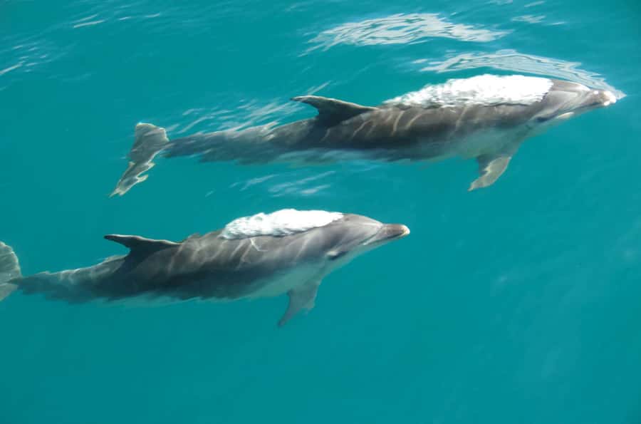 Abel Tasman National Full Park Scenic Cruise - Price and value: what $59 buys you