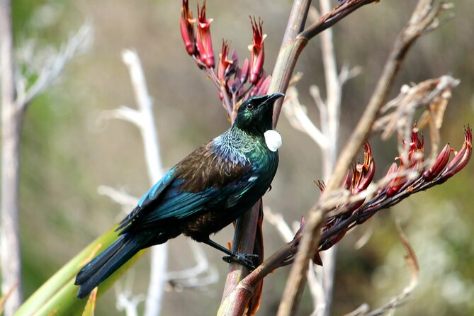 Abel Tasman Vista Cruise - Sea conditions and weather: the day’s real wild card