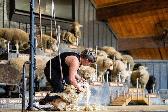 Agrodome Farm Experience including Farm Show and Farm Tour - Rotorua - Inside the 1-hour sheep show: breeds, shearing, and a real auction