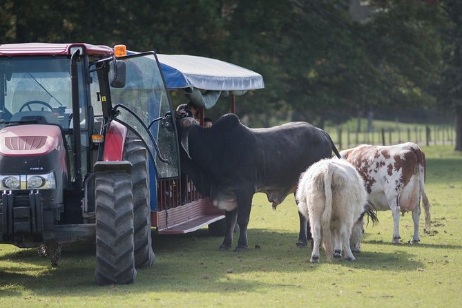 Agrodome Farm Experience including Farm Show and Farm Tour - Rotorua - Dog and sheep demonstrations that explain herding