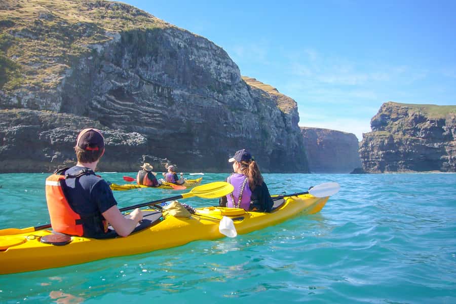 Akaroa: 4WD Safari and Guided Sea-Kayaking Experience - Wildlife odds at Flea Bay: penguins, seals, dolphins, and sea birds