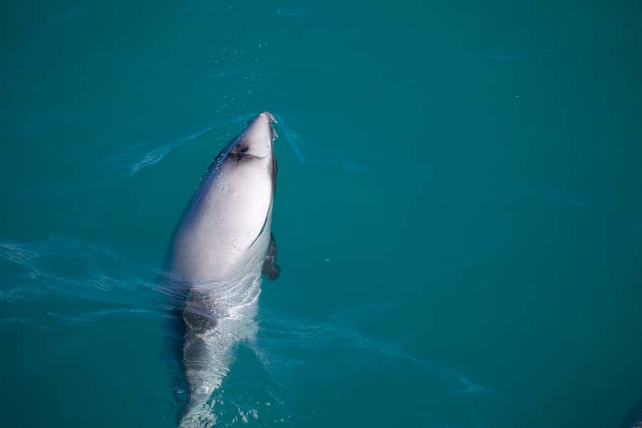 Akaroa: 4WD Safari and Guided Sea-Kayaking Experience - Value check: $80 for the 4WD drive, guided kayaking, and conservation connections