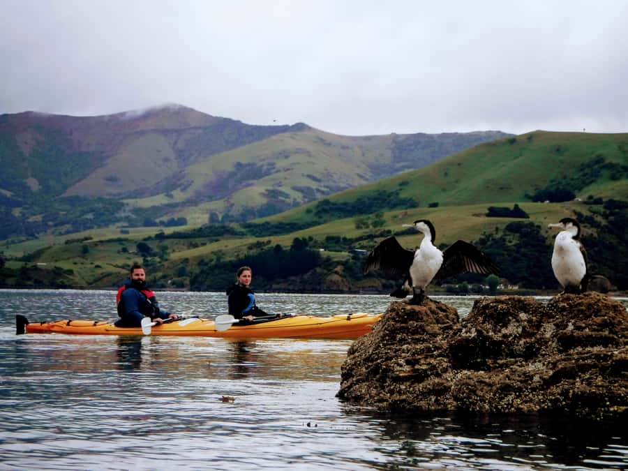 Akaroa: Akaroa Marine Reserve Sea Kayaking Tour - Akaroa Marine Reserve by kayak, not by bus