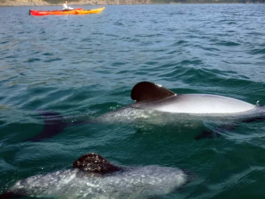 Akaroa: Akaroa Marine Reserve Sea Kayaking Tour - Gliding through an extinct volcanic crater (and why it feels special)