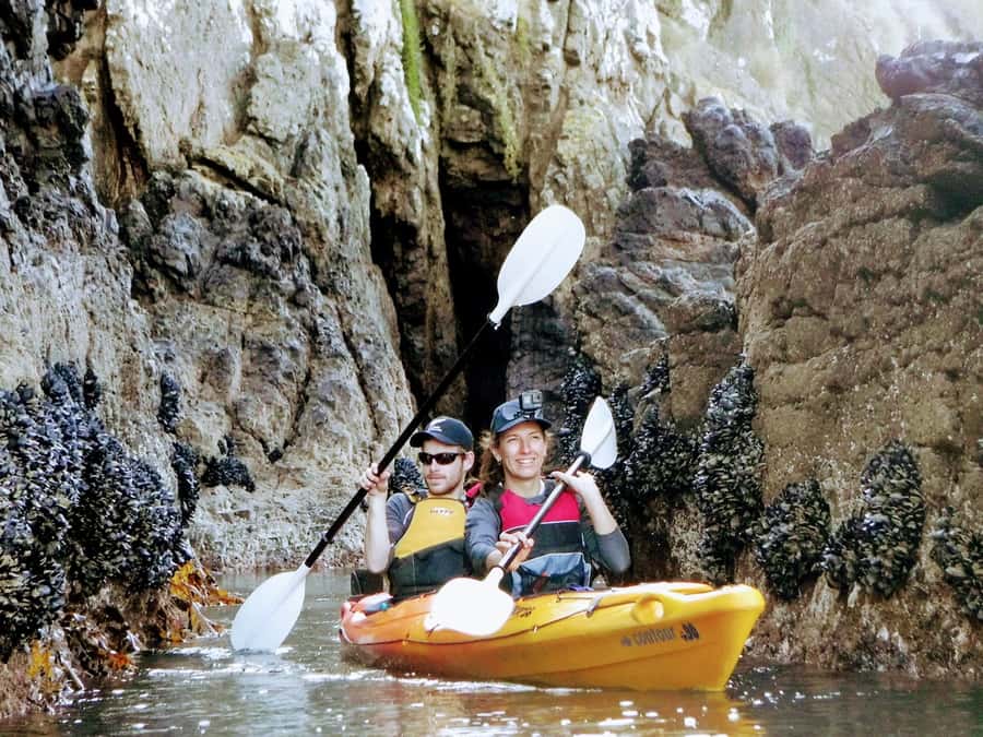 Akaroa: Akaroa Marine Reserve Sea Kayaking Tour - Wildlife odds: Hector dolphins, penguins, fur seals, and birds