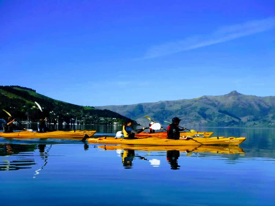 Akaroa: Akaroa Marine Reserve Sea Kayaking Tour - Price and value: $80 for 2.5 hours on the water