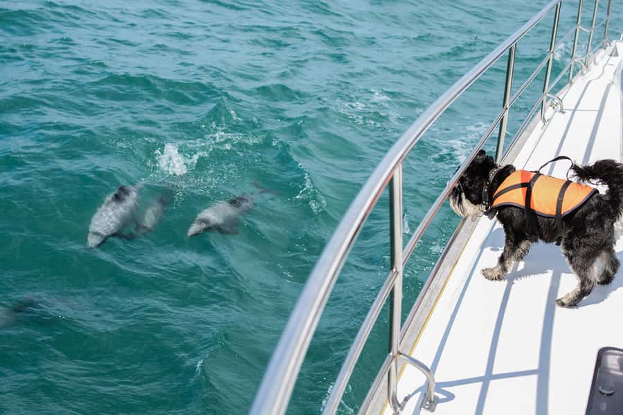 Akaroa: Dolphin Nature Cruise - Key things to know before you go
