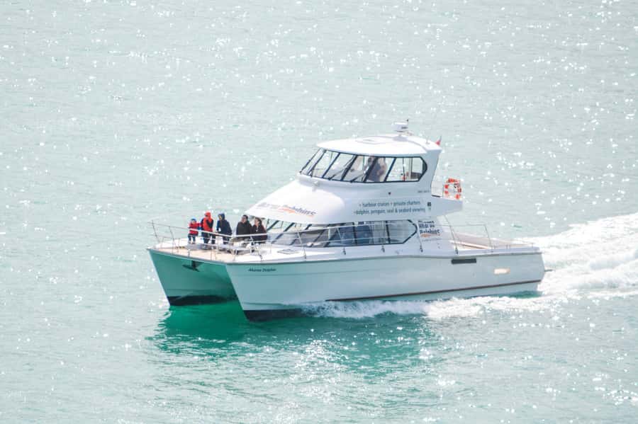 Akaroa: Dolphin Nature Cruise - Hector’s dolphins and Akaroa Harbour: why this 2-hour cruise is a smart use of time