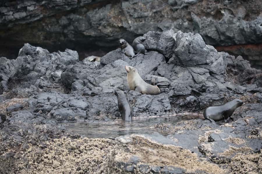 Akaroa: Dolphin Nature Cruise - What you will actually see: dolphins, seals, penguins, and those volcanic “wow” moments