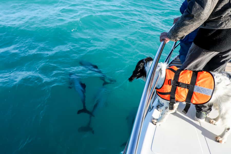 Akaroa: Dolphin Nature Cruise - Price and value: what you get for $77