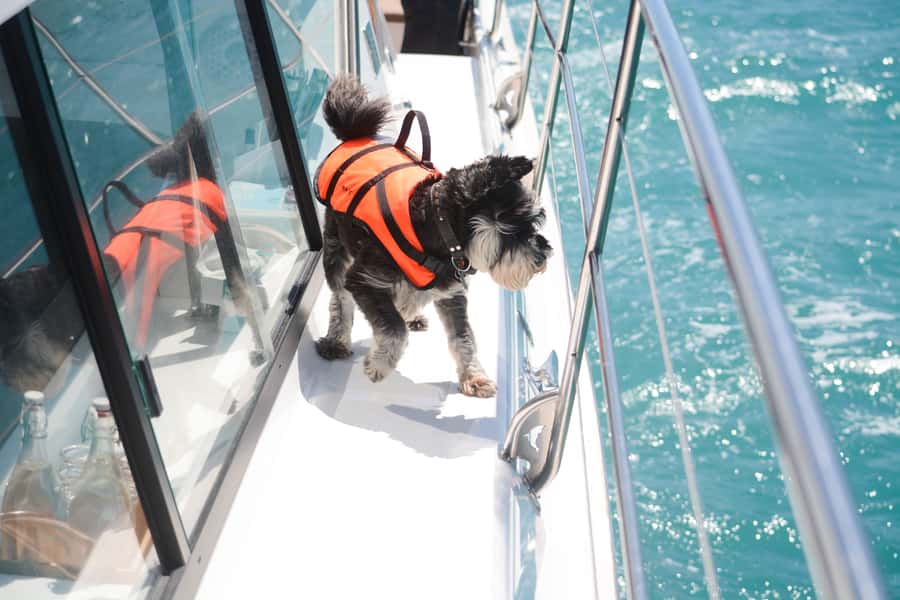 Akaroa: Dolphin Nature Cruise - Who this cruise suits best, and who might feel it is not for them