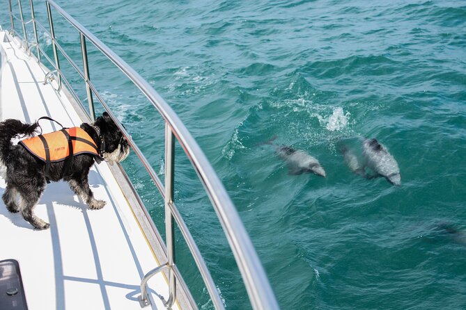 Akaroa Dolphins ~ Harbour Nature Cruise - Akaroa Harbour in 2 Hours: Why This Cruise Feels Worth It