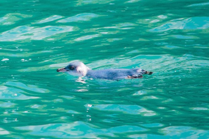 Akaroa Dolphins ~ Harbour Nature Cruise - Stop 3: Banks Peninsula Water Views and the Weather Reality Check