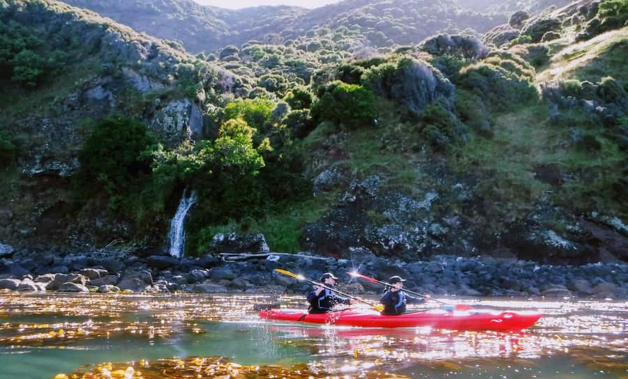 Akaroa: Guided Sunrise Sea Kayaking Tour - Wildlife odds in Akaroa: what you might see and why it can vary