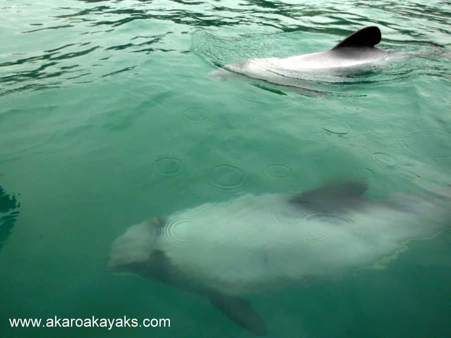 Akaroa: Guided Sunrise Sea Kayaking Tour - Quick practical tips to get the best out of it