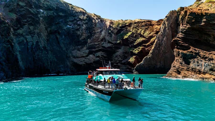 Akaroa Harbour 2-Hour Dolphin Nature Cruise - Key things that make this Akaroa cruise different