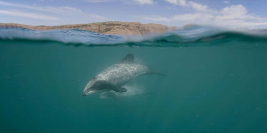 Akaroa Harbour 2-Hour Dolphin Nature Cruise - Volcanic Akaroa scenery, sea cliffs, and Scenery Nook