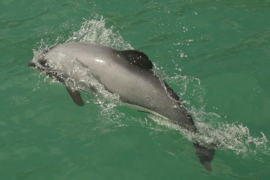 Akaroa Harbour 2-Hour Dolphin Nature Cruise - Skipper narration: learning without turning it into a lecture