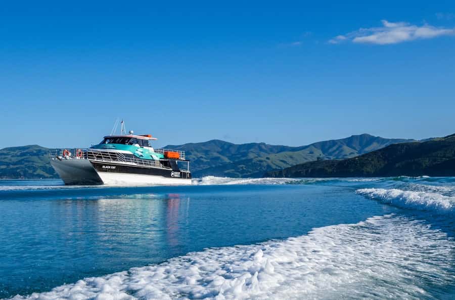 Akaroa Harbour 2-Hour Dolphin Nature Cruise - Price and value: does $71 make sense for Akaroa?