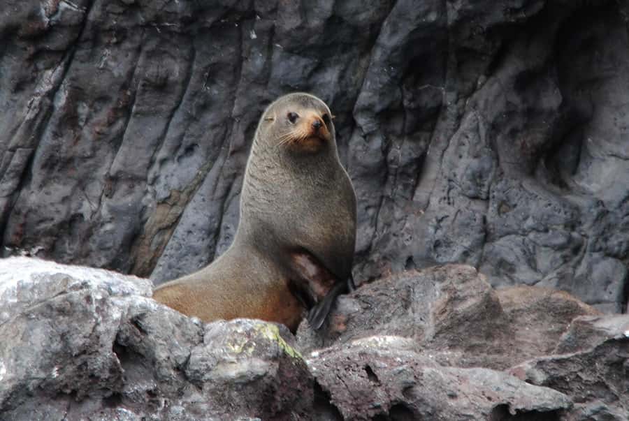 Akaroa Harbour 2-Hour Dolphin Nature Cruise - Accessibility and practical comfort notes