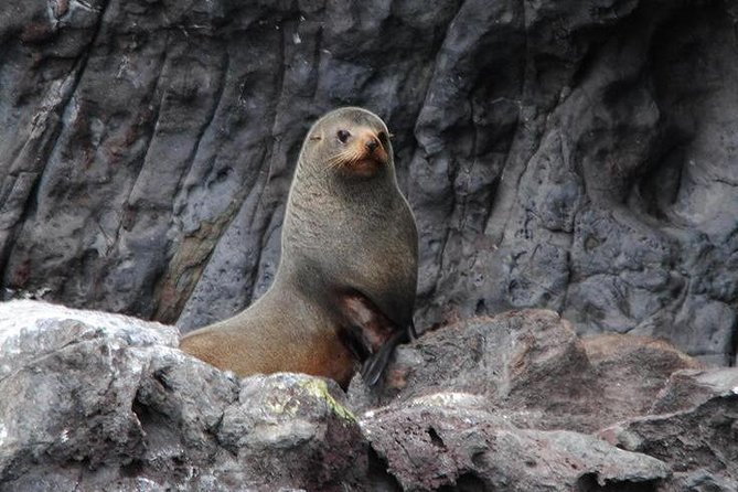 Akaroa Harbour Nature Cruise - Comfort and weather: how to plan for a smooth (or bouncy) harbor day