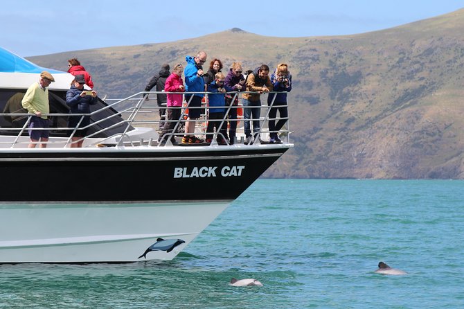 Akaroa Harbour Nature Cruise - Hector’s dolphins, fur seals, penguins, and the bird world you can spot from a catamaran