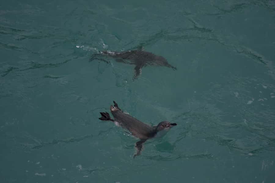 Akaroa: Pohatu Little Penguins 3-Hour Evening Experience - Key things I’d circle before you book