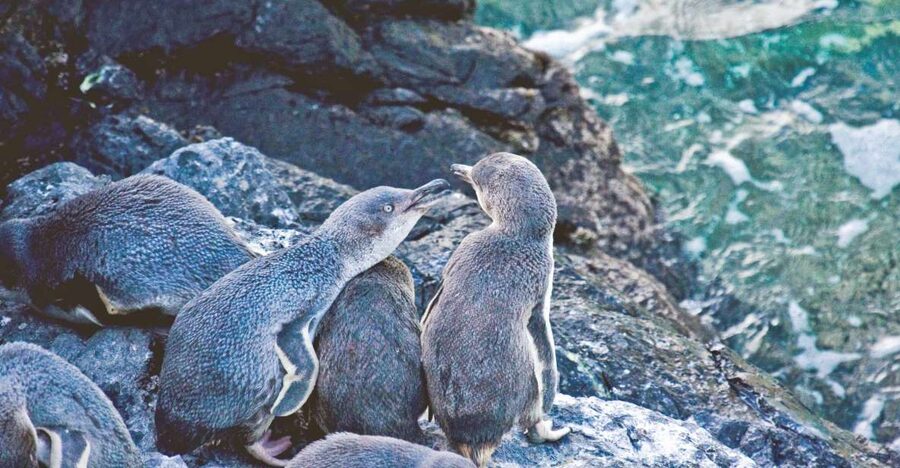 Akaroa: Pohatu Little Penguins 3-Hour Evening Experience - Should you book? My practical take