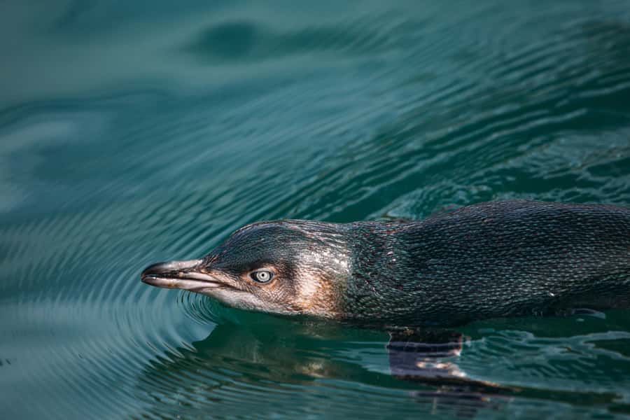 Akaroa: Pohatu Little Penguins 3-Hour Evening Experience - Pohatu Penguins at Dusk, why timing matters