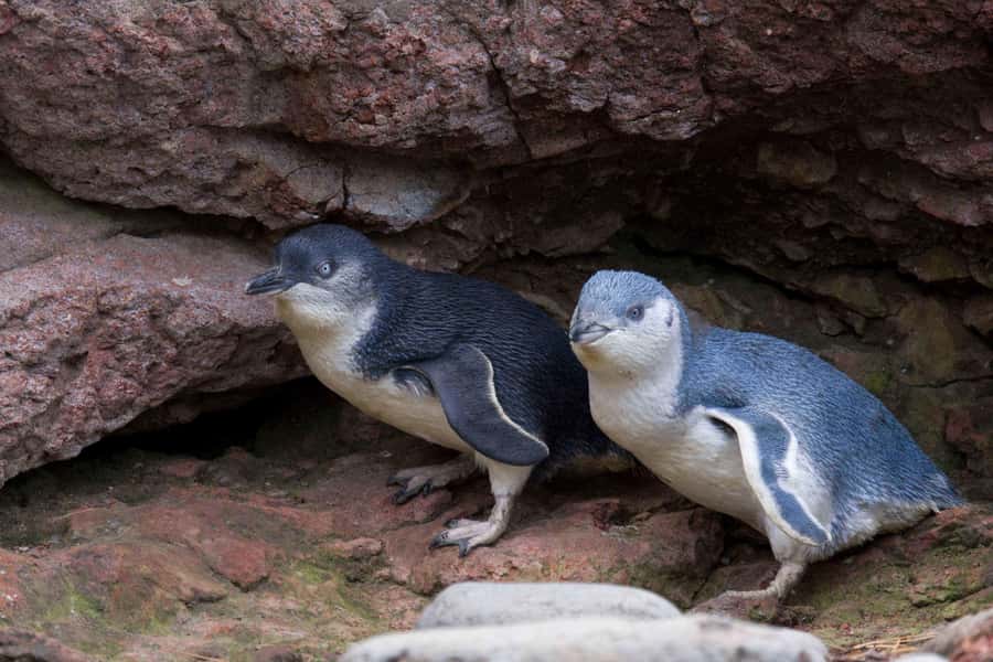 Akaroa: Pohatu Little Penguins 3-Hour Evening Experience - The colony walk: nest boxes, binoculars, and quiet camouflage gear