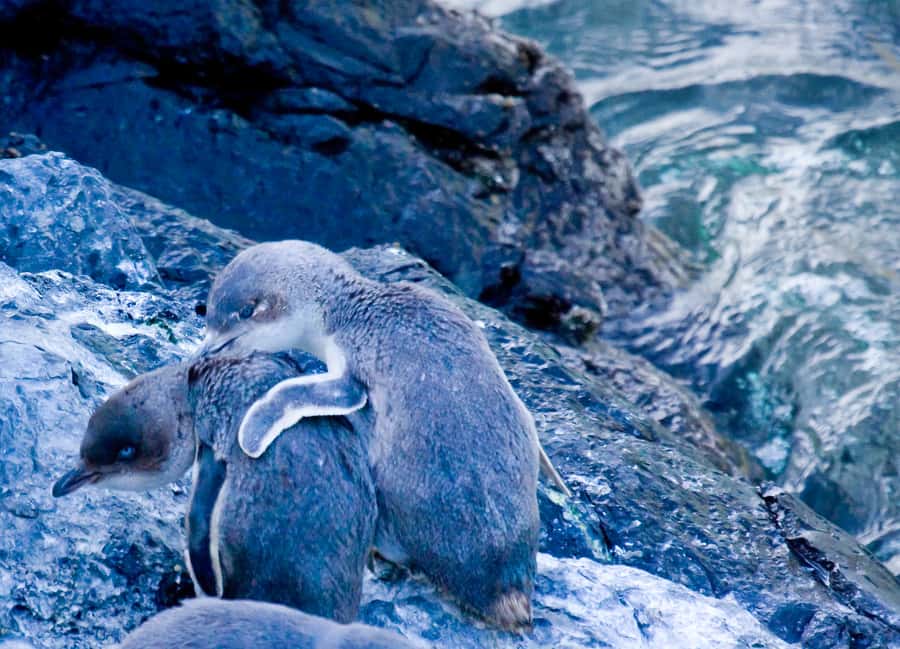 Akaroa: Pohatu Little Penguins 3-Hour Evening Experience - What you’ll likely see by season: breeding, moulting, and quieter months