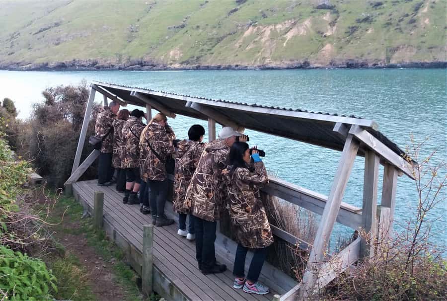 Akaroa: Pohatu Little Penguins 3-Hour Evening Experience - Comfort tips for narrow paths, evening cold, and respectful wildlife watching