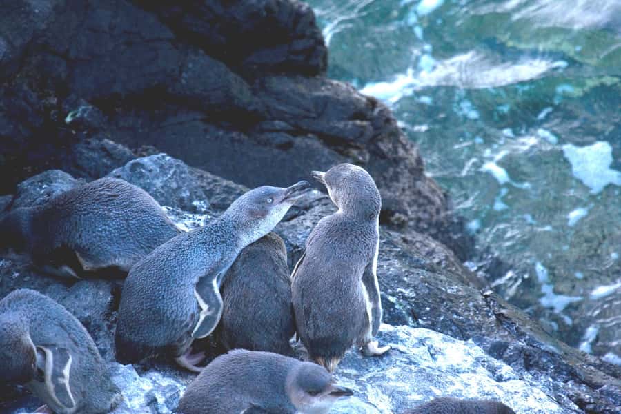 Akaroa: Pohatu Little Penguins 3-Hour Evening Experience - Value check: what $68 buys you in real-world terms
