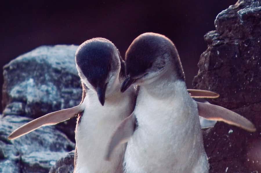 Akaroa: Pohatu Little Penguins 3-Hour Evening Experience - Who should book this Akaroa penguin monitoring tour