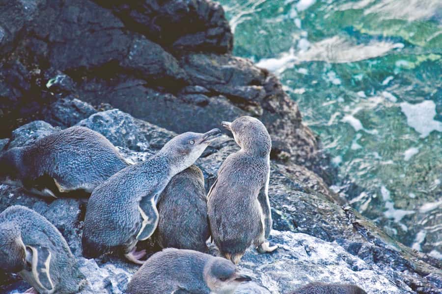 Akaroa: Pohatu Little Penguins 3-Hour Evening Experience - The 4WD ride from Akaroa to Flea Bay, crater rim views included