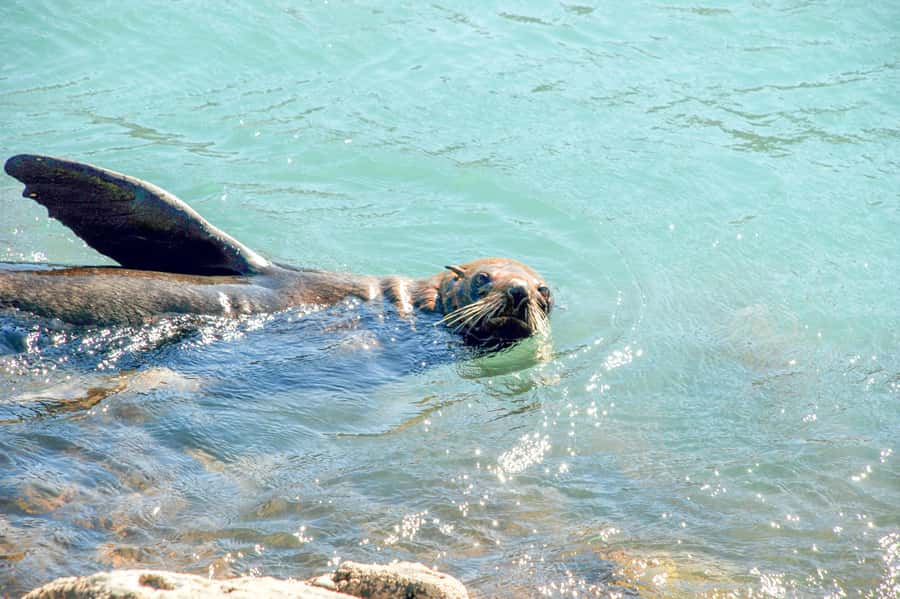Akaroa: Pohatu Penguins Scenic Nature 2-Hour or 4-Hour Tour - Key points at a glance