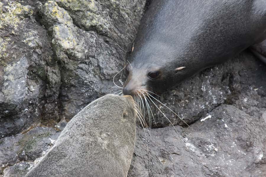 Akaroa: Pohatu Penguins Scenic Nature 2-Hour or 4-Hour Tour - What to bring, and simple rules that keep the day smooth