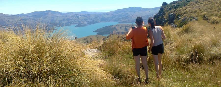 Akaroa: Pohatu Penguins Scenic Nature 2-Hour or 4-Hour Tour - The 700-meter crater rim lookout and those photo stops