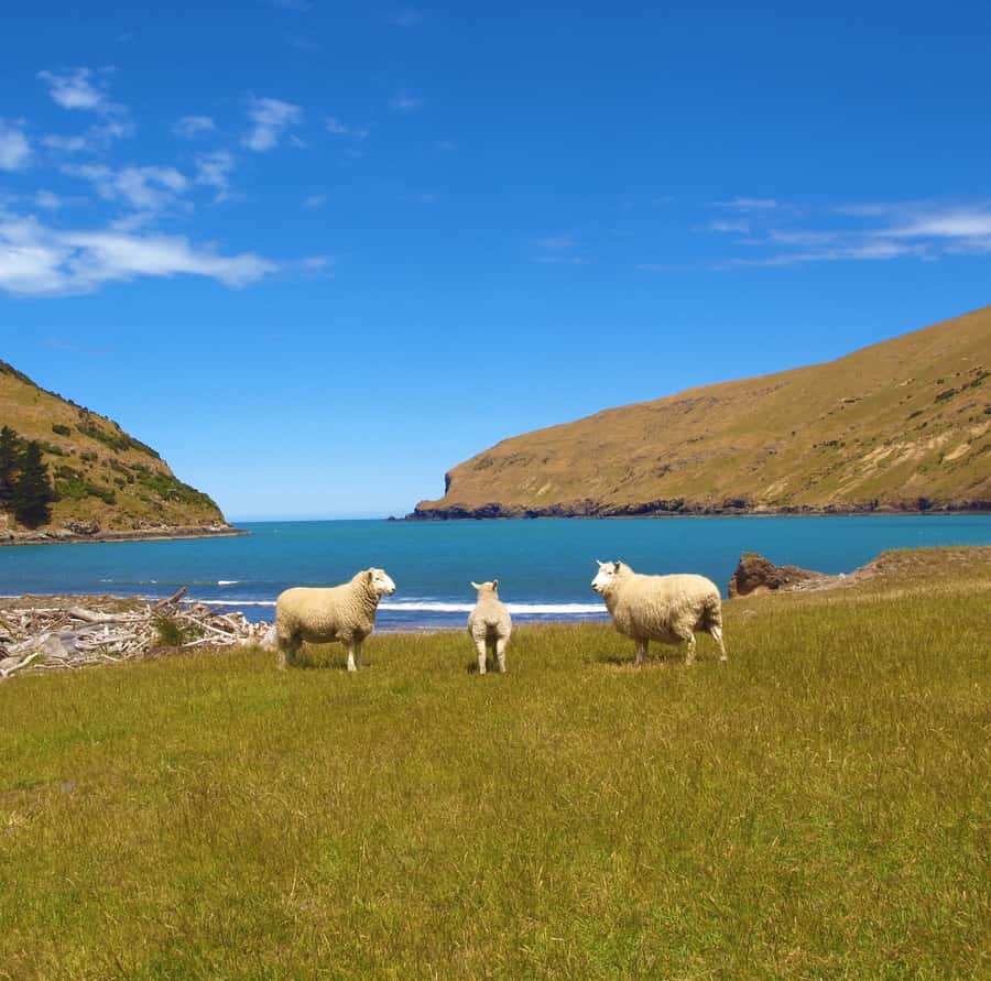 Akaroa: Pohatu Penguins Scenic Nature 2-Hour or 4-Hour Tour - Penguin conservation work at nesting boxes, plus seasonal expectations