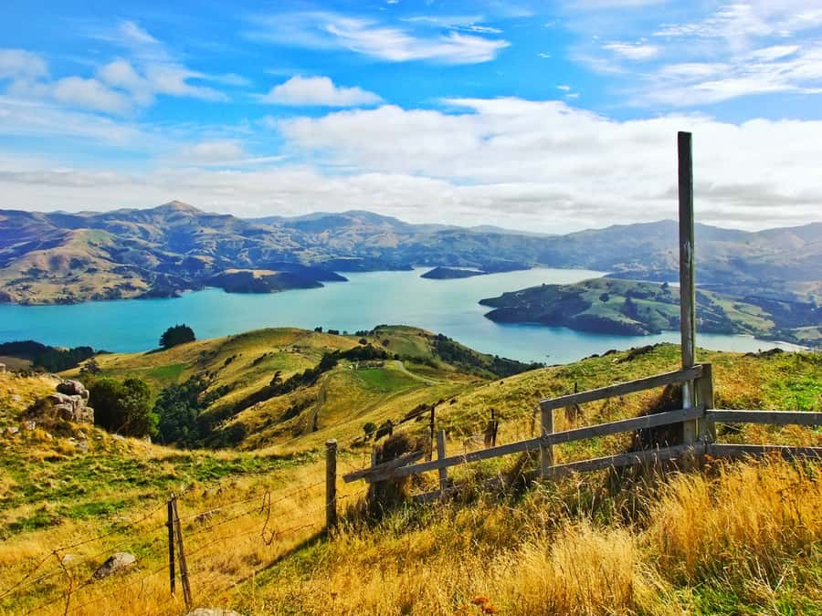 Akaroa: Pohatu Penguins Scenic Nature 2-Hour or 4-Hour Tour - Flea Bay time and wildlife chances on the coast