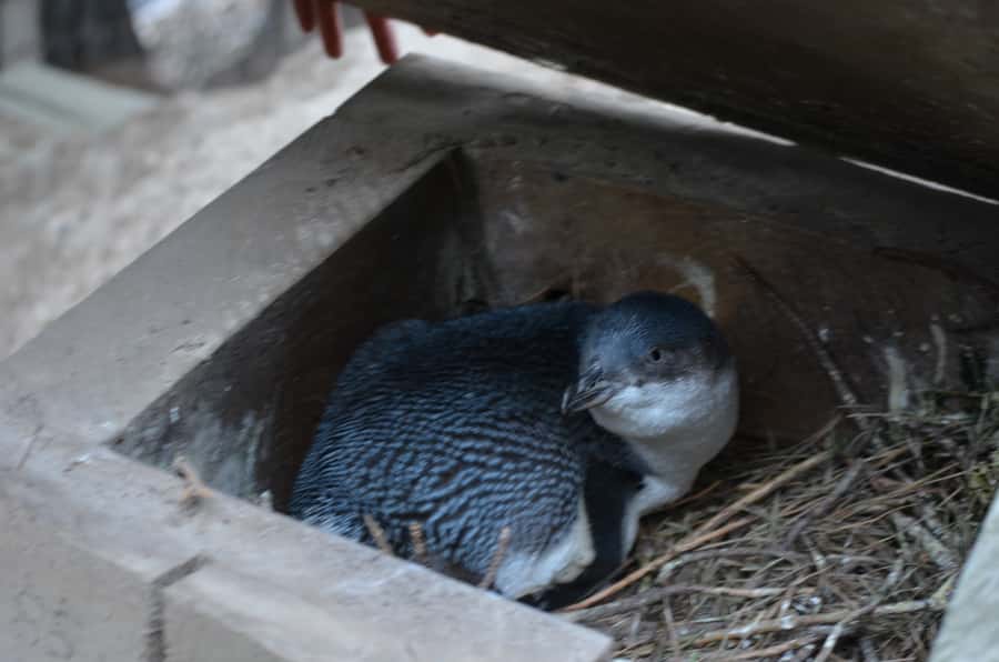 Akaroa: Pohatu Penguins Scenic Nature 2-Hour or 4-Hour Tour - What the 4-hour tour adds: Akaroa Heads Lighthouse Reserve and treats