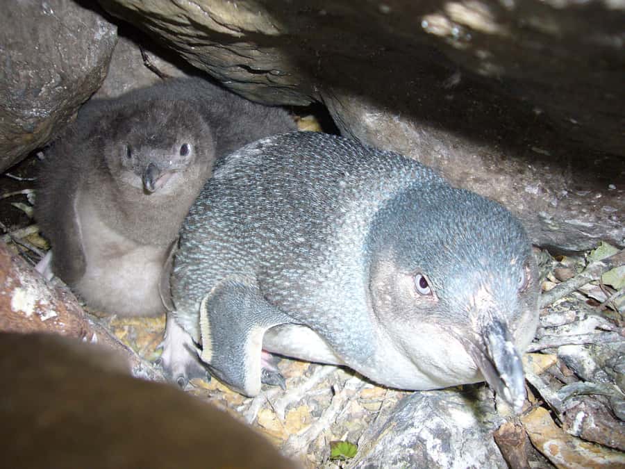 Akaroa: Pohatu Penguins Scenic Nature 2-Hour or 4-Hour Tour - Guides and the way the stories are told